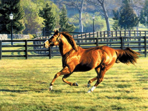 "First Down Dash" painting by Tim Cox featuring American Quarter Horse First Down Dash running in his pasture with fence and trees in the background.