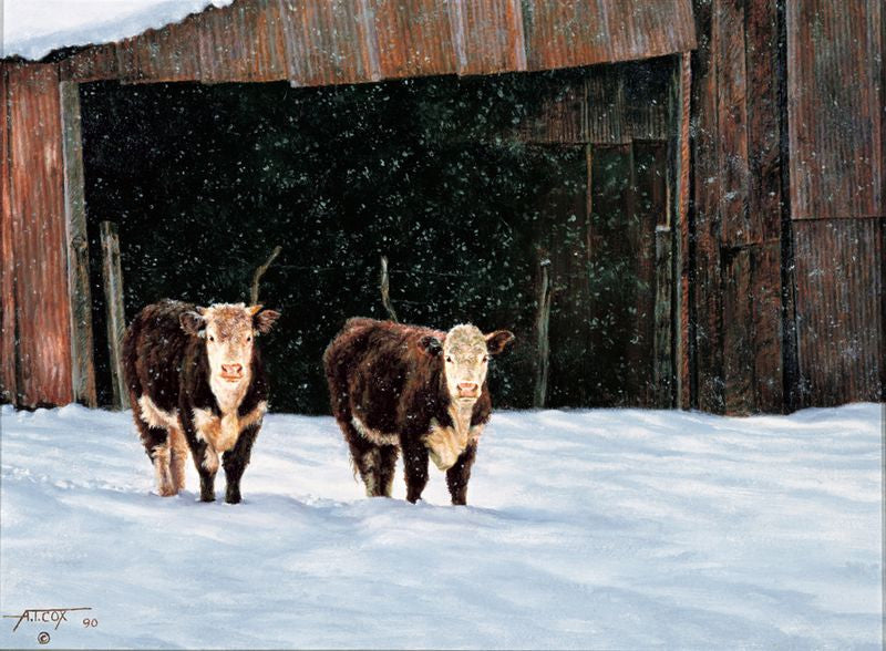 Hicks Hereford Heifers