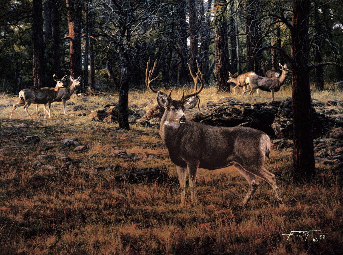 Wildlife Paintings